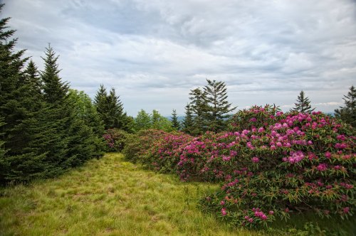 A lush landscape featuring vibrant pink rhododendron bushes amidst green trees under a cloudy sky.