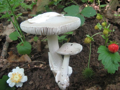 Two mushrooms grow in a forest setting, surrounded by green leaves, strawberries, and a white flower on the ground.