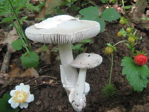 Two mushrooms grow in a forest setting, surrounded by green leaves, strawberries, and a white flower on the ground.