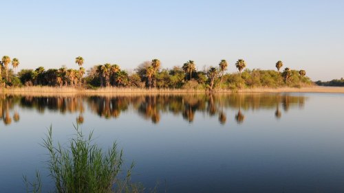 A serene lake scene with palm trees and lush greenery reflected in calm waters under a clear blue sky.
