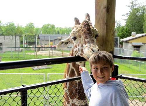 A young boy smiles and points at a giraffe reaching over a fence at a zoo. Green grass and enclosures are in the background.