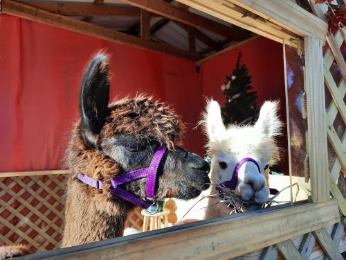 Two llamas with colorful harnesses, one brown and one white, are seen through a wooden window, nibbling on hay.