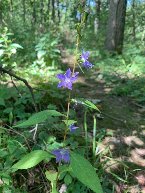 A tall plant with purple flowers growing in a lush, green forest setting.