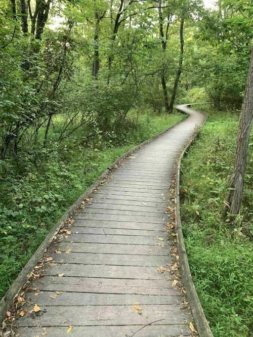 A winding wooden boardwalk through a lush green forest, surrounded by trees and foliage.