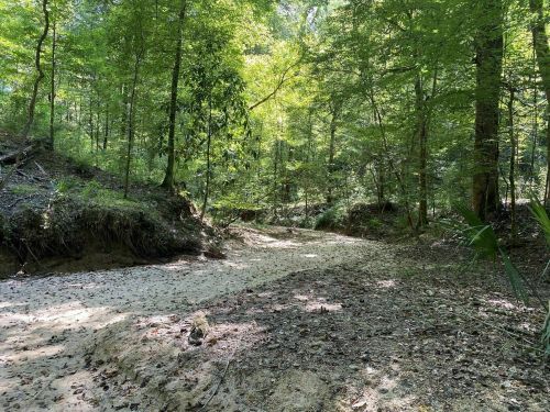 A sunlit forest path with sandy ground, surrounded by lush green trees and foliage.