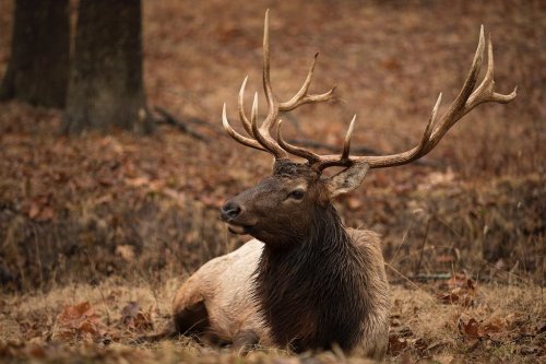 A majestic elk with large antlers resting on the ground among fallen leaves in a forested area.