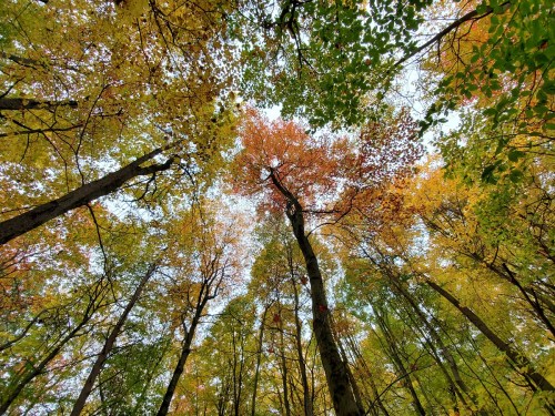 Looking up at a vibrant canopy of autumn leaves in various shades of green, yellow, and red.
