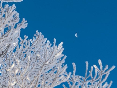 A clear blue sky with a crescent moon visible above frosted tree branches.