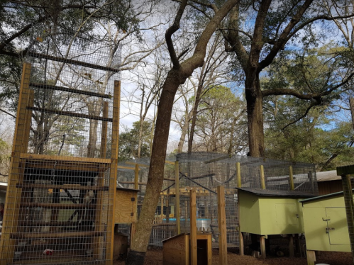 A large outdoor animal enclosure with wooden structures and mesh, surrounded by trees and a cloudy sky.