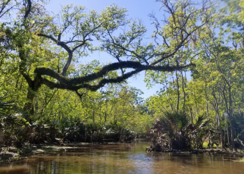 Lush green trees arch over a calm, reflective waterway in a vibrant, sunlit swamp.