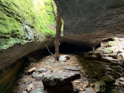 A moss-covered cave entrance with a small tree and water reflecting on the rocky floor.