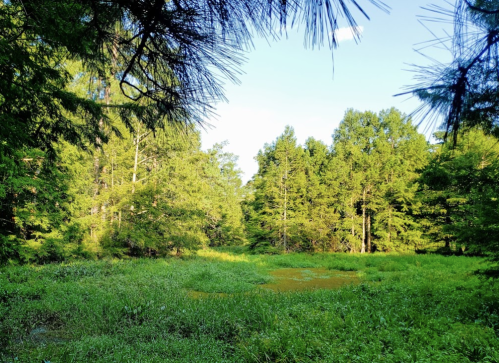 Lush green forest with tall trees and a sunlit clearing filled with grass and plants under a clear blue sky.