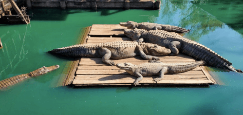 A group of crocodiles sunbathing on a wooden platform in green water. One crocodile is swimming nearby.