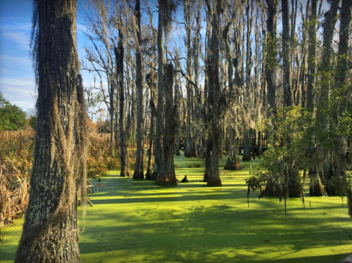 A serene swamp scene with tall trees draped in Spanish moss, surrounded by green water and patches of dry land.