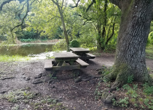 A wooden picnic table near a pond, surrounded by trees and lush greenery.