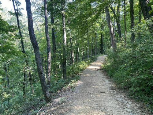 A winding dirt path through a lush green forest with tall trees on either side.