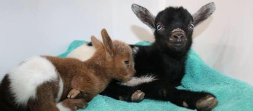 Two adorable baby goats resting on a teal towel, one brown with white spots and one black with blue eyes.