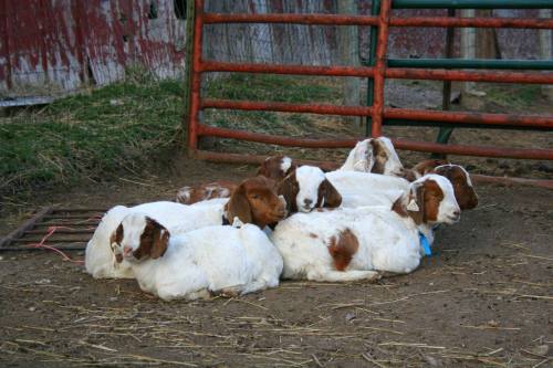 A group of seven goats resting together on the ground near a red fence on a farm.