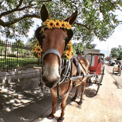 A horse wearing a flower crown stands in front of a carriage, surrounded by trees and a fence.