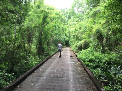 A person walks a dog along a wooden path surrounded by lush greenery and trees.