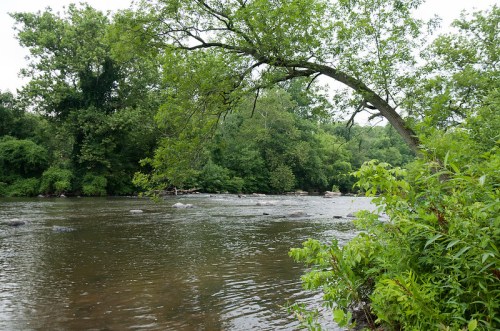 A serene river scene with lush green trees and a gently arching branch over calm waters.