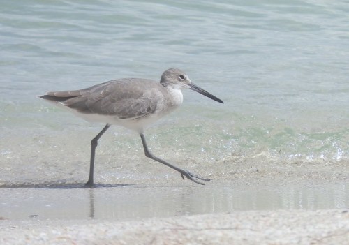 A shorebird walking along the water's edge on a sandy beach, with gentle waves in the background.