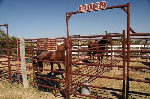 A horse stands in a corral labeled "Canyon View Corrals," with signs and a clear blue sky in the background.