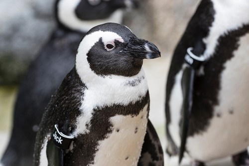A close-up of a penguin with distinctive black and white markings, standing among other penguins in a natural setting.