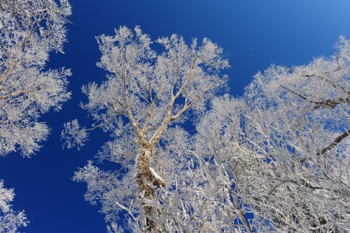 Frost-covered trees against a clear blue sky, creating a serene winter landscape.