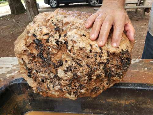 A person’s hand holds a large, textured rock with dark specks, above a shallow container of water.
