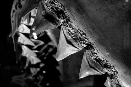 Close-up of large, jagged shark teeth against a dark background, showcasing their texture and shape.