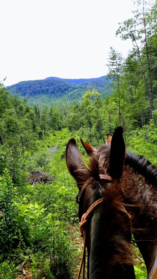 View from horseback in a lush green forest, with mountains in the background under a cloudy sky.