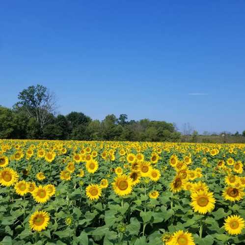 A vibrant field of sunflowers under a clear blue sky, surrounded by green trees.
