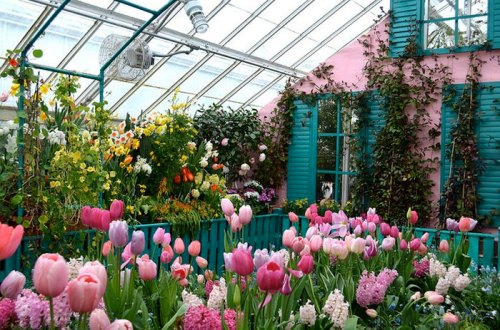 A vibrant greenhouse filled with colorful flowers, including tulips, and a pink wall with green shutters.