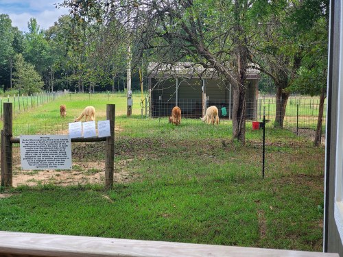 A grassy field with several llamas grazing near a shelter and a sign on a fence. Trees are in the background.