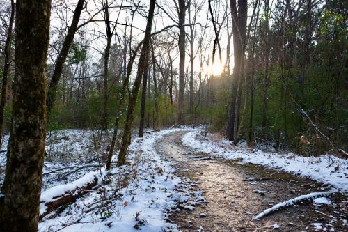 A winding trail through a snowy forest, with sunlight peeking through the trees in the background.