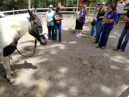 A group of people watches a horse in a shaded outdoor area, surrounded by trees and a wooden fence.