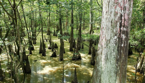 A lush swamp scene with cypress trees and stilted roots emerging from murky water, surrounded by dense greenery.