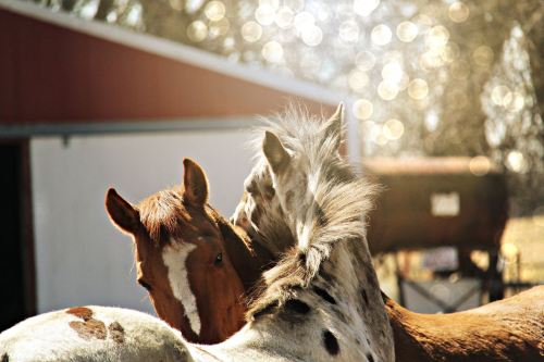 Two horses nuzzle each other in a sunlit barnyard, with a soft, blurred background.