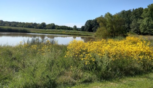 A serene landscape featuring a calm pond surrounded by lush greenery and vibrant yellow wildflowers under a clear blue sky.