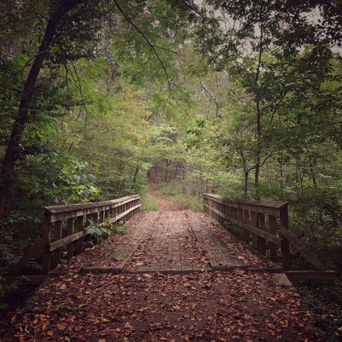 A wooden bridge over a path surrounded by lush greenery and fallen leaves, leading into a serene forest.