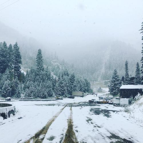 A snowy landscape with tall pine trees, a dirt road, and vehicles in a winter setting, shrouded in fog.