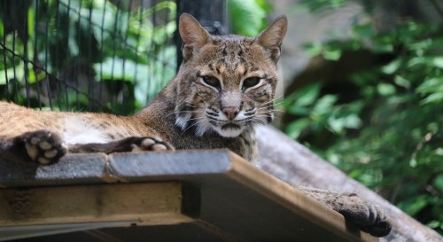 A close-up of a relaxed wildcat resting on a wooden platform, surrounded by greenery.