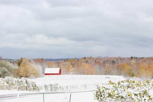 A red barn surrounded by snow-covered fields and trees with autumn foliage under a cloudy sky.