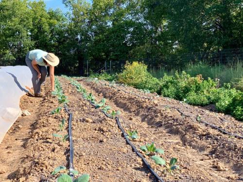 A person in a hat tends to young cabbage plants in a sunny garden, with rows of crops and greenery in the background.
