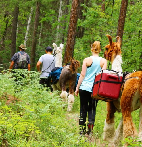 A group of people hiking in a forest, leading llamas with packs along a lush, green trail.