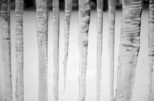 Close-up of long, sharp icicles hanging against a blurred white background, creating a striking monochrome effect.