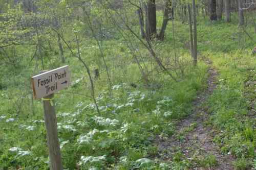 A wooden sign points to the Fossil Point Trail, surrounded by lush green grass and trees in a forested area.