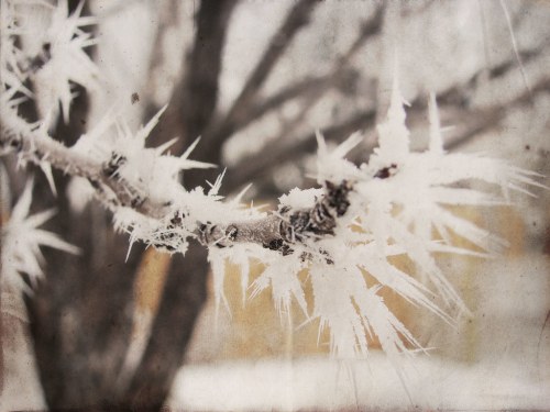 A close-up of a frosty branch with sharp, ice-covered spikes against a blurred winter background.