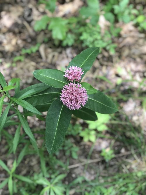 A close-up of a flowering plant with pink blossoms and green leaves, set against a blurred natural background.